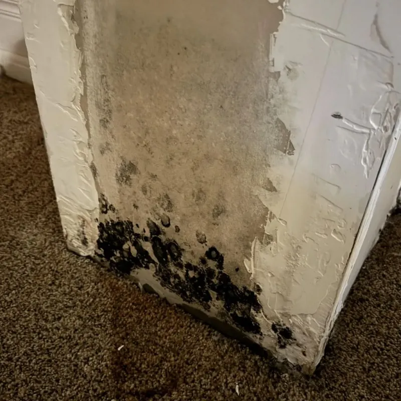 Professional Mold Removal in Silver Lake, NC
